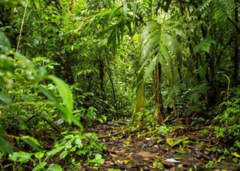 Mulheres contraem mais dívidas e são mais empenhadas em quitá-las