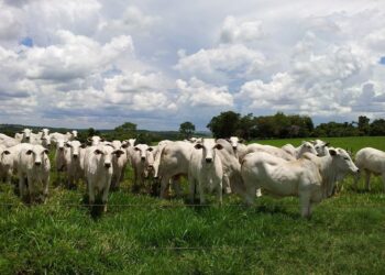 Moraes manda prender ex-presidente Fernando Collor em processo da Lava Jato