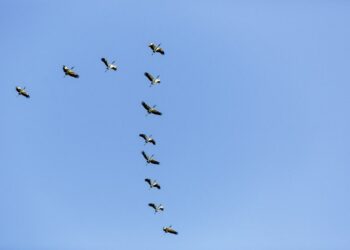 Espírito Santo prorroga por mais 180 dias Estado de Emergência Zoossanitária contra Influenza Aviária