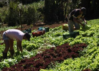 Programa Fomento Rural já beneficia 570 famílias capixabas