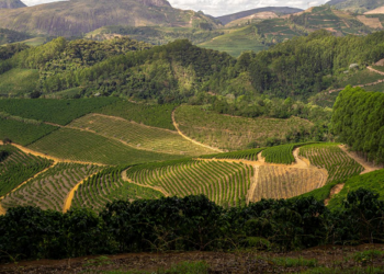Primeiro contrato do Programa de Pequenas Barragens é de produtora de cafés especiais em Brejetuba
