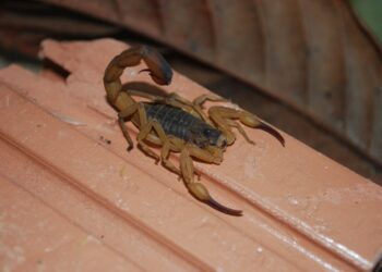 Iema alerta sobre processos de licenciamento ambiental com pendências por parte dos empreendedores