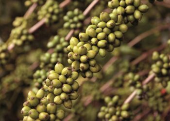 Caso Samarco: programa de indenização chega a 300 mil pedidos