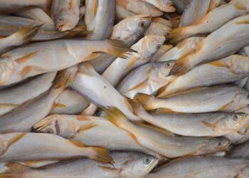 Mercado de peixes da Ceasa-ES: um espaço de tradição e qualidade