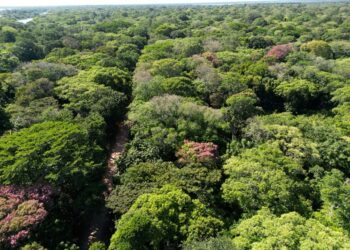 Idaf anuncia mudanças no procedimento de emissão de Exploração Florestal de Espécies Nativas (AEF)