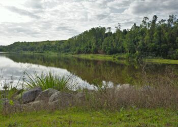 Mais de R$ 15 bilhões já migraram para app da carteira digital