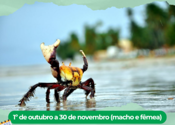 RDS Concha D’Ostra reforça alerta sobre o período de defeso do caranguejo-uçá