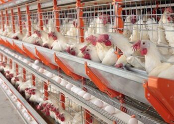 Espírito Santo comemora Dia Internacional do Ovo com resultados expressivos