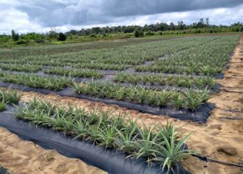 Governo Federal edita medida que altera regras para vales-alimentação e refeição