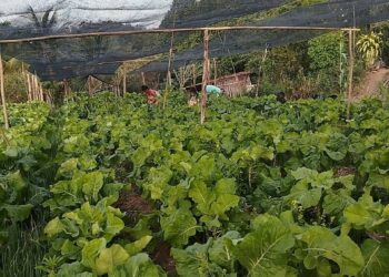 Agroecologia avança em oito municípios capixabas após projeto executado por Incaper e parceiros