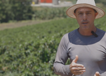 Incaper no Youtube: Cafeicultores contam sua experiência com cultivares de café arábica desenvolvidas pelo instituto