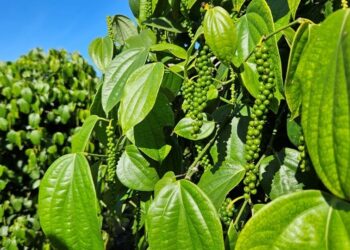 Black Friday deve movimentar R$ 5,4 bilhões no comércio do país