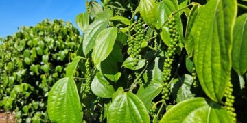 Black Friday deve movimentar R$ 5,4 bilhões no comércio do país