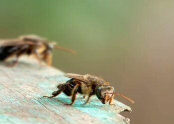 Nossa Bolsa 2026: 1.000 vagas e mais de 40 opções de cursos para faculdade de graça