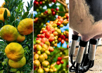 Incaper leva ao Prointec orientações em fruticultura, pecuária e cafeicultura de montanha