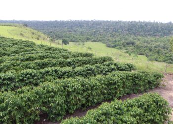 BC mantém juros básicos em 15% ao ano pela quarta vez seguida