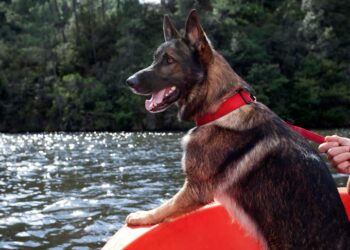 Verão 2026: Cuidados com pets no verão