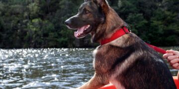 Verão 2026: Cuidados com pets no verão