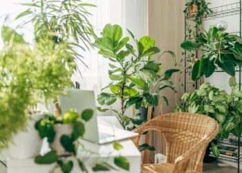 Verão 2026: Cuidados com pets no verão