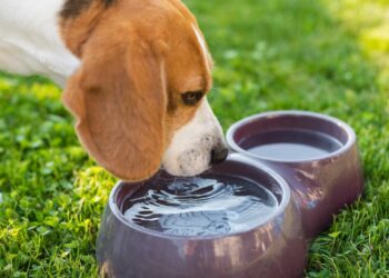 Verão 2026: dicas para reforçar os cuidados com os pets nos dias quentes de verão