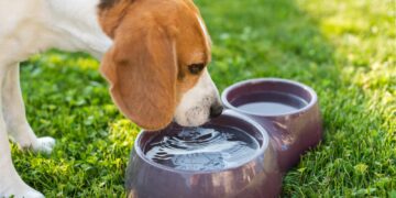 Verão 2026: dicas para reforçar os cuidados com os pets nos dias quentes de verão