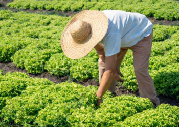Veja faixas e alíquotas das novas tabelas do Imposto de Renda 2026
