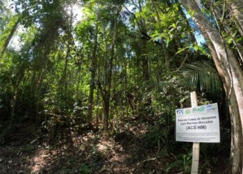 Projeto vai fornecer sementes da Mata Atlântica para agricultores capixabas implantarem agroflorestas
