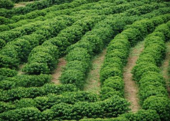 Imersão na Fiocruz inspira meninas a seguir carreira científica