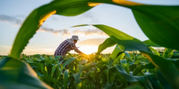 Governo Federal avalia uso do FGTS para quitar dívidas, diz Durigan