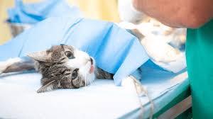 Prefeitura de Jaguaré abre inscrições para castração de cadelas e gatas