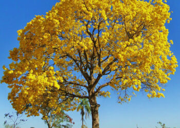 Atenção produtor de Jaguaré! Primavera terá temperaturas acima da média e chuvas irregulares