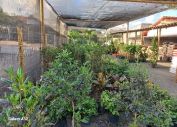Prime Garden oferece opções para renovação de seu jardim